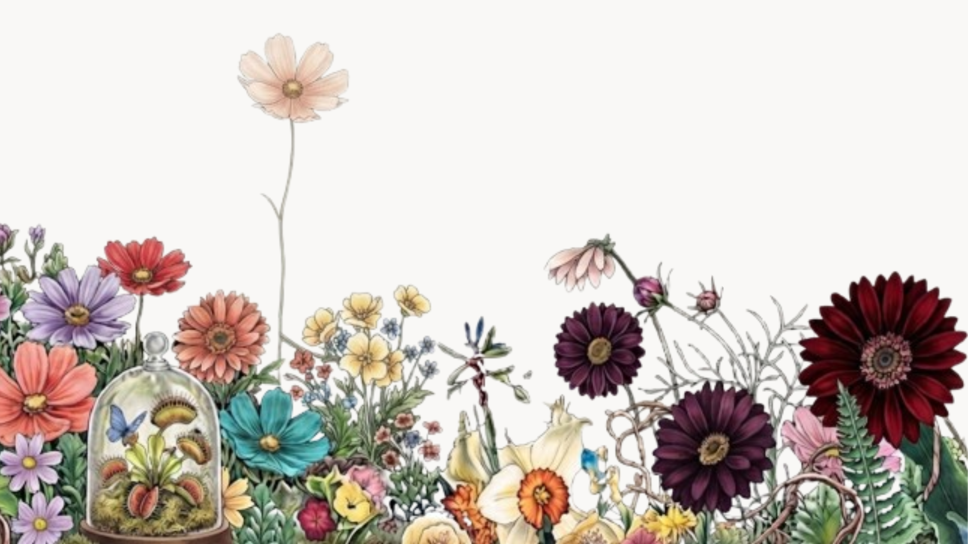 Cosmos and wildflowers